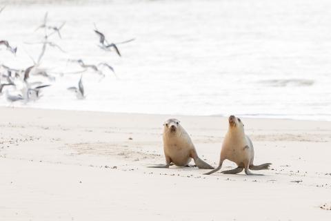 Seals on Kangaroo Island.