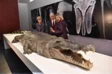 Foreign Minister Julie Bishop, United States Vice President Mike Pence and Australian Museum Director and CEO Kim McKay AO tour the ‘Surviving Australia’ Exhibition at the Australian Museum, 22 April 2017. Photo credit: DFAT / David Foote, Auspic